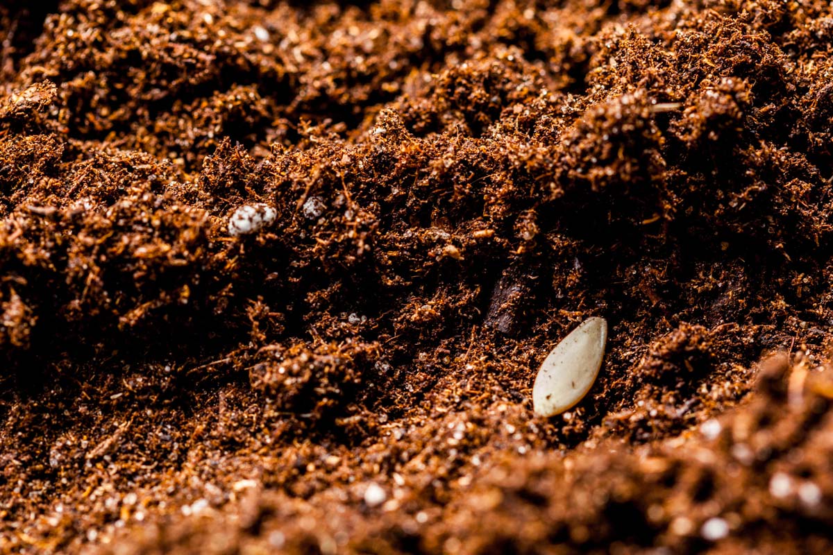 comment utiliser 
 le marc de café comme engrais naturel pour votre jardin