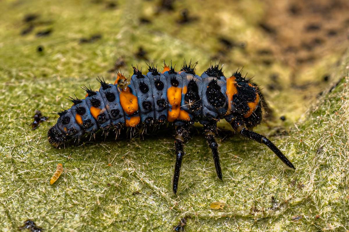 Quels sont les différents types de larves de coccinelle