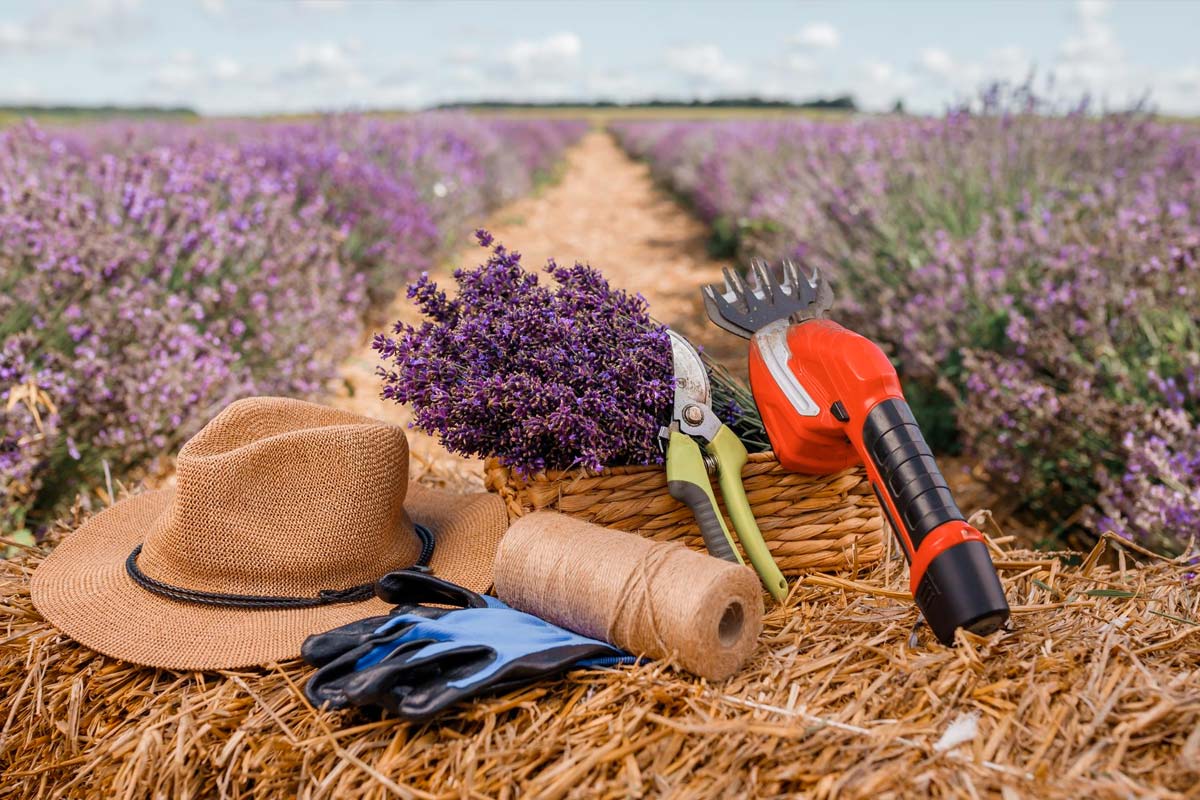 Comment préparer vos outils avant de commencer à tailler votre lavande?