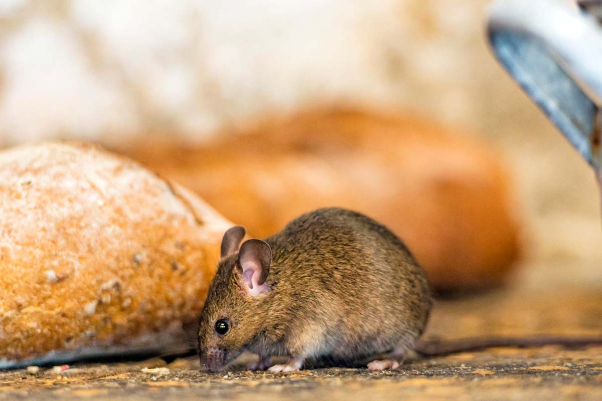 Pour prévenir l'infestation des mulots éviter de laisser des déchets