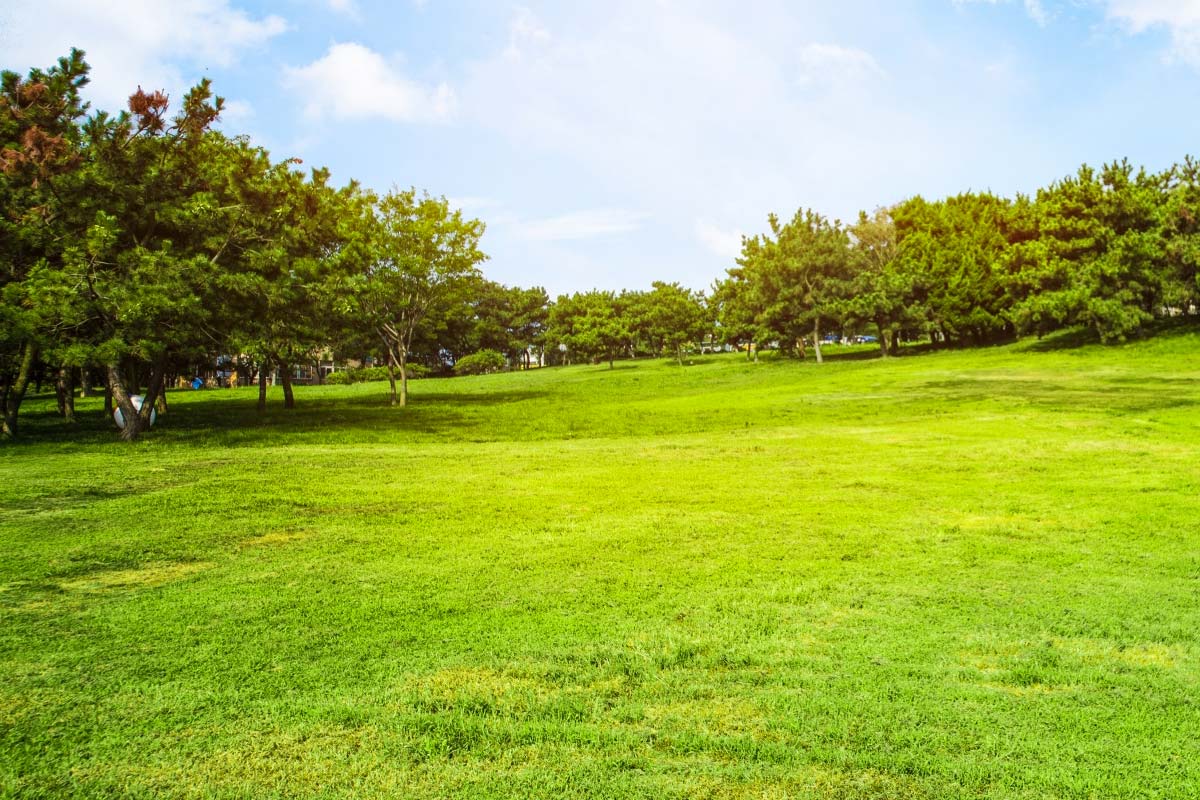 les Meilleurs Désherbants Sélectifs Respectueux de l'Environnement