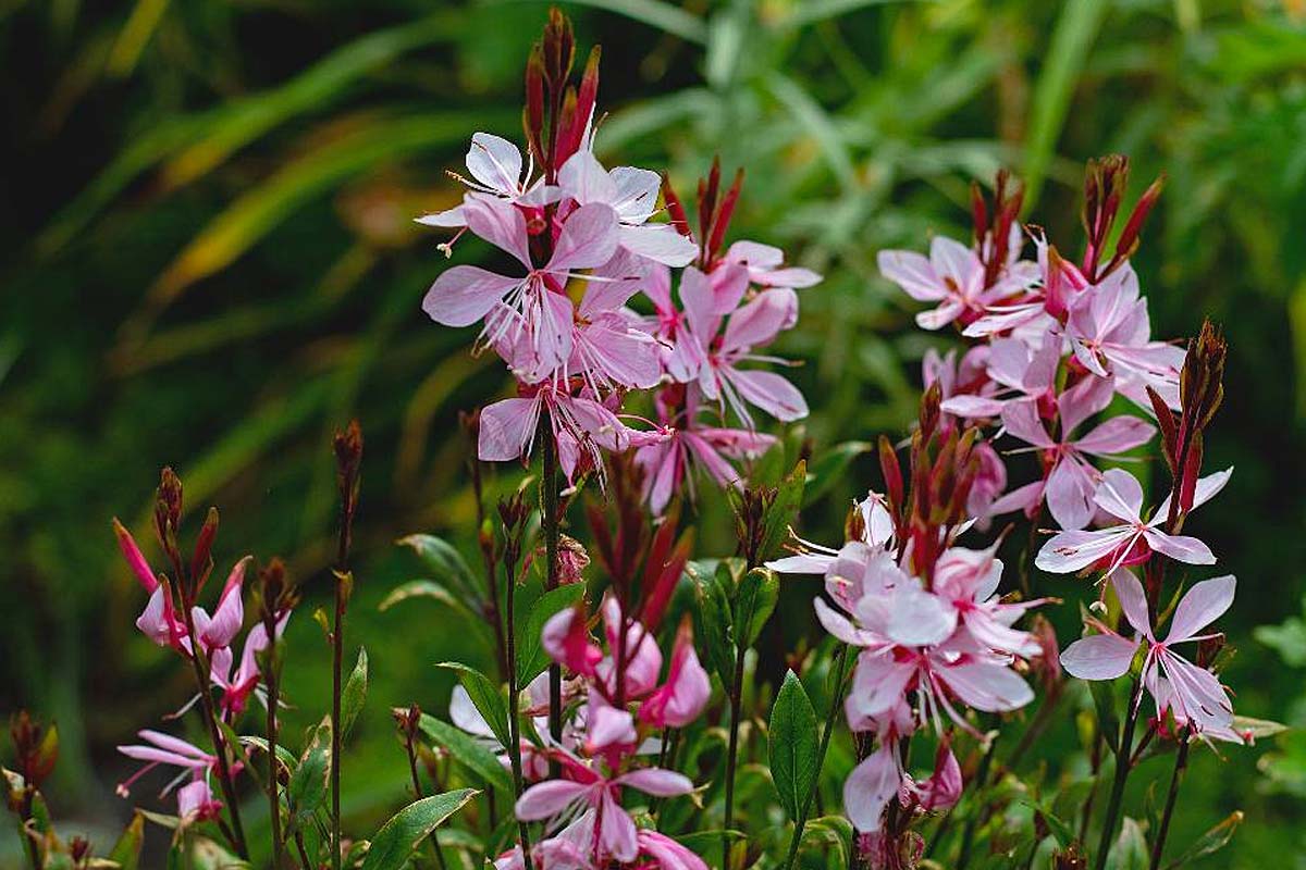 avantages des fleurs vivaces qui fleurissent toute l'année