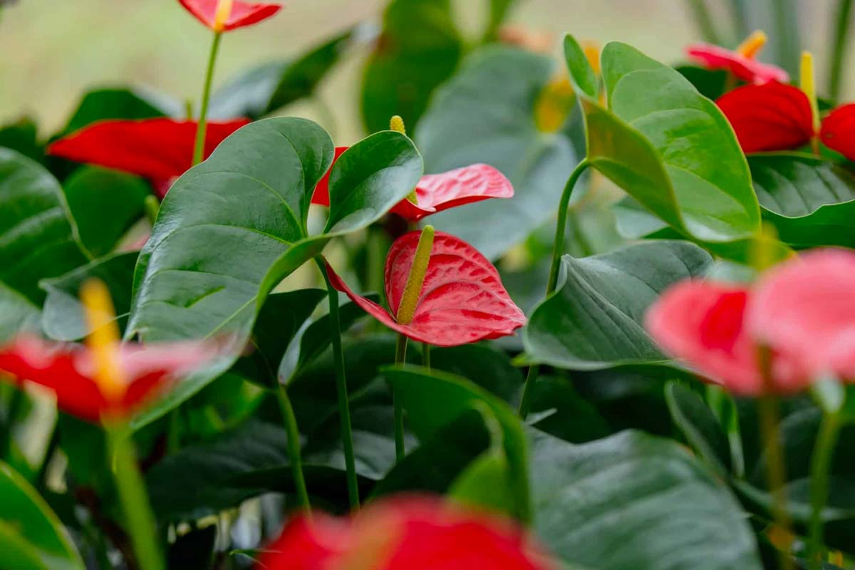 fleurs vivaces qui fleurissent toute l'année