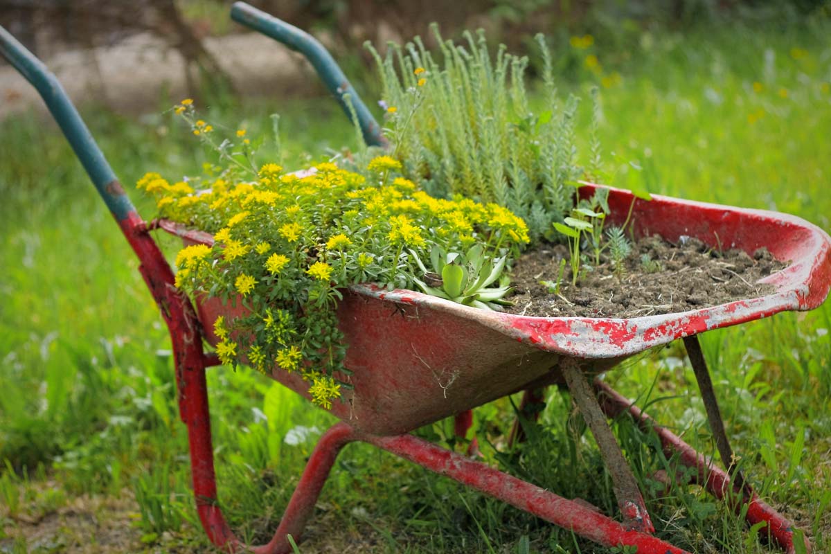 Quels légumes et fleurs jardiner en février