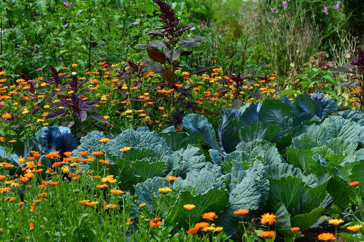 plantes allélopathiques