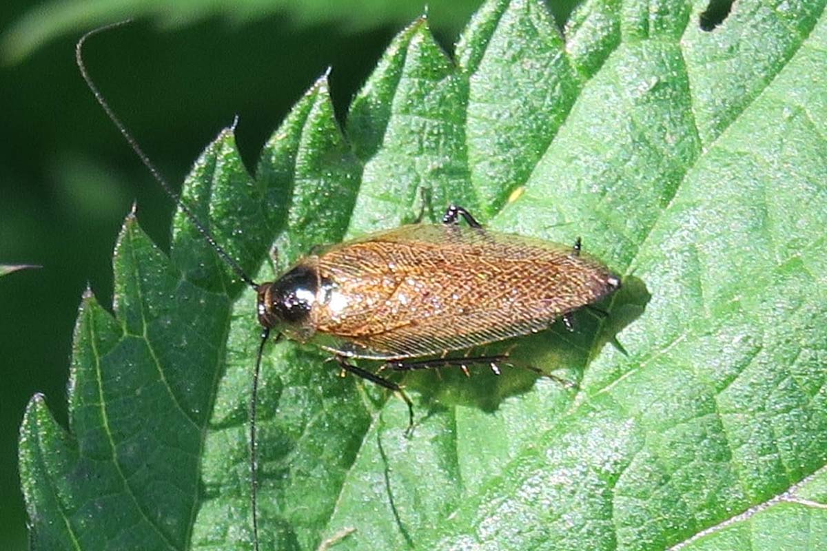 blatte forestière - Blattes de jardin