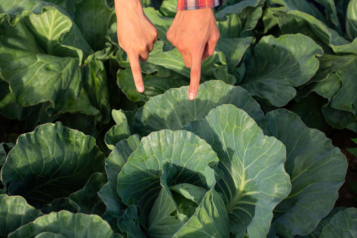 légumes à semer en septembre choux