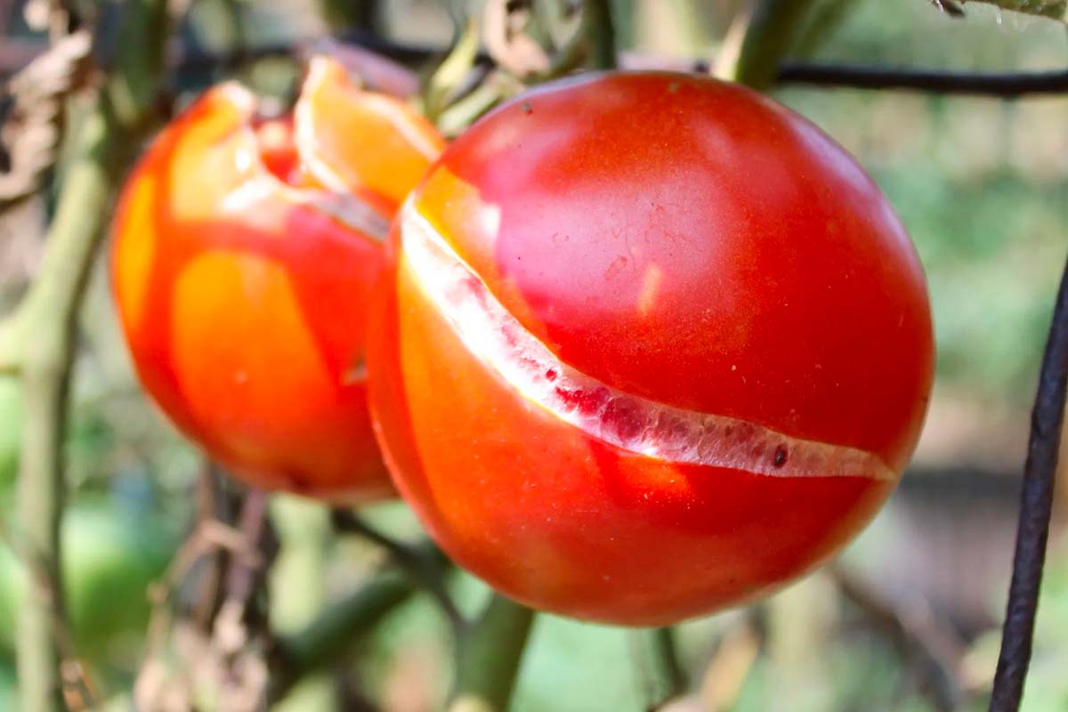 tomates fendues