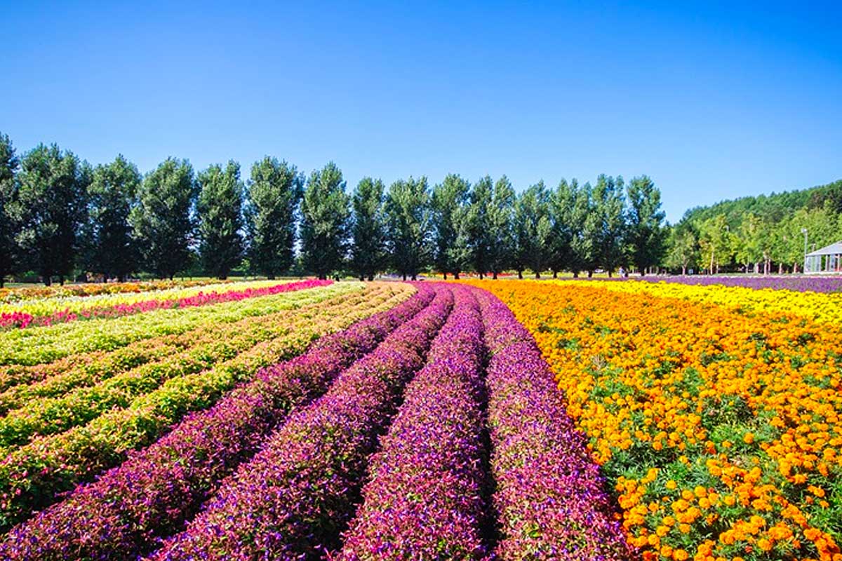 qu'est ce que la floriculture ?