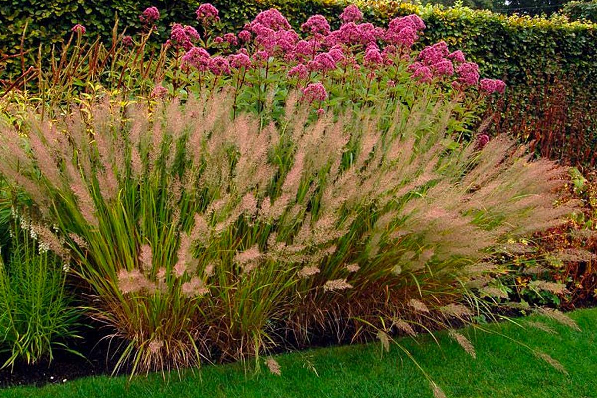 Calamagrostis brise vue