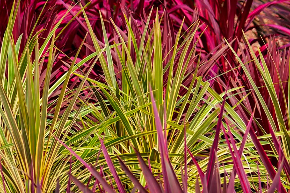 Cordyline rouge jardin