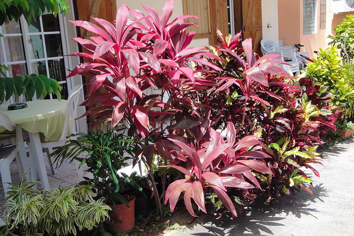 Cordyline rouge