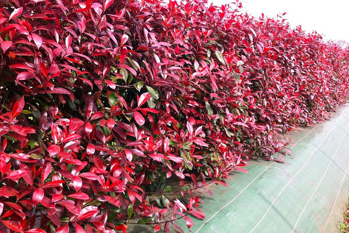 Photinia brise vue