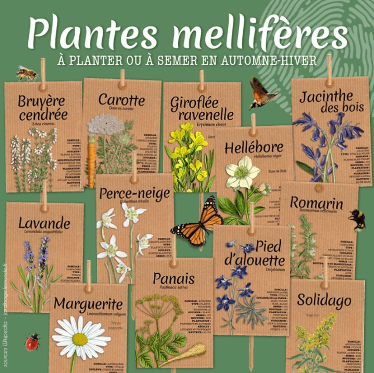 Quand semer des fleurs mellifères - Calendrier