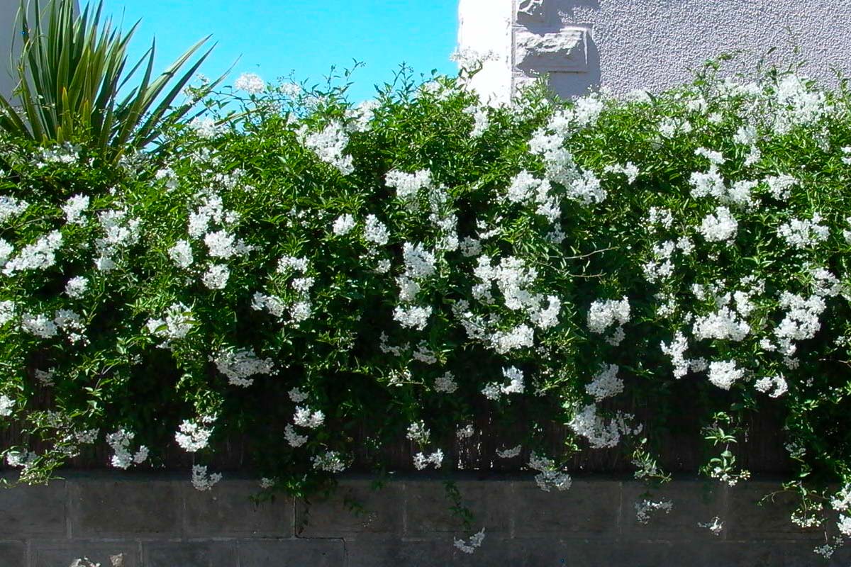 Solanum Jasminoïdes brise vue