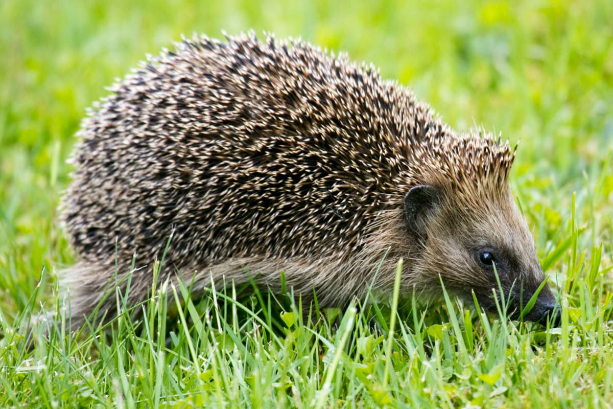 Est-ce bien d'avoir un hérisson dans son jardin ?