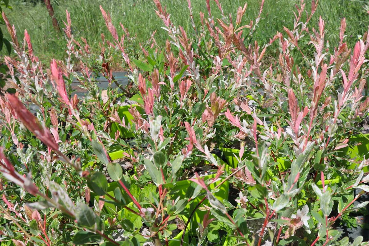 saule crevette