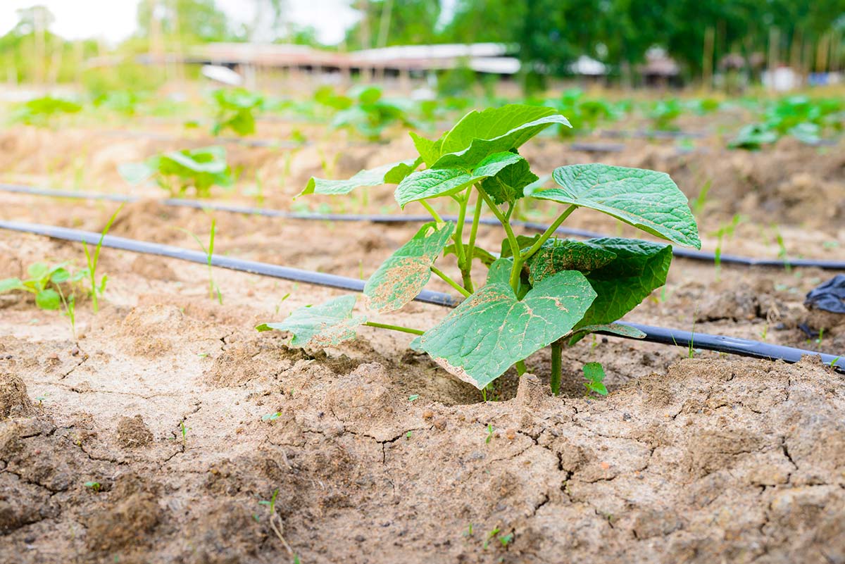 Comment installer un arrosage goutte à goutte ?