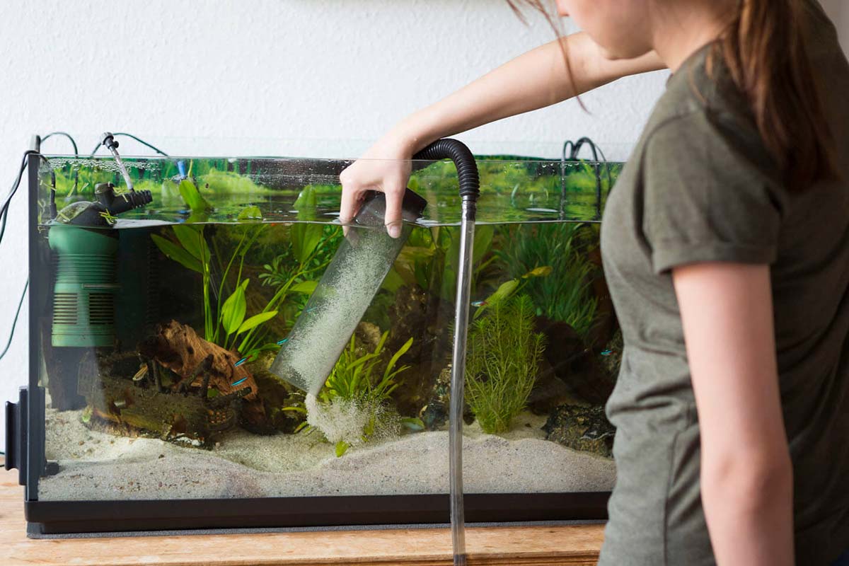 Comment aspirer le fond d'un aquarium facilement ?